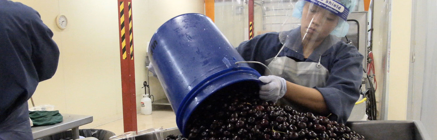 cherry processing and workers