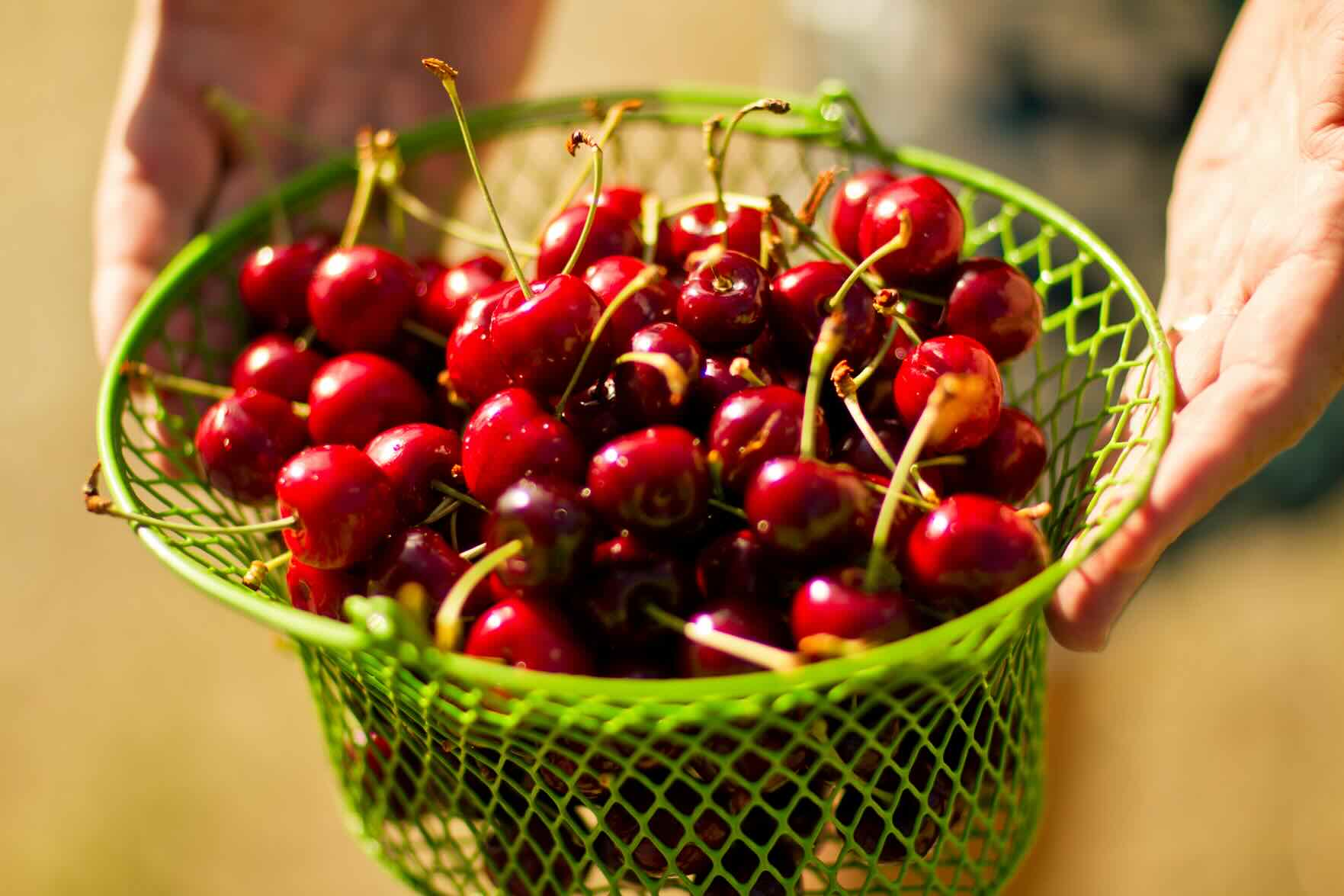 Fresh cherries being processed at MMFEC